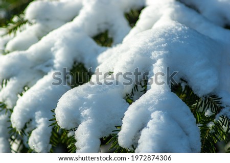 Christmas tree in the snow close up in winter in the Carpathian mountains