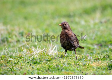 A close up of a female Blackbird, searching the grass for food.