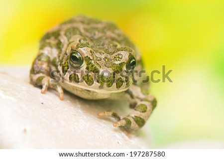Toad - Bufotes viridis