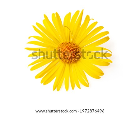 Arnica montana flower head isolated on white background. Yellow daisy flower isolated on white background Royalty-Free Stock Photo #1972876496