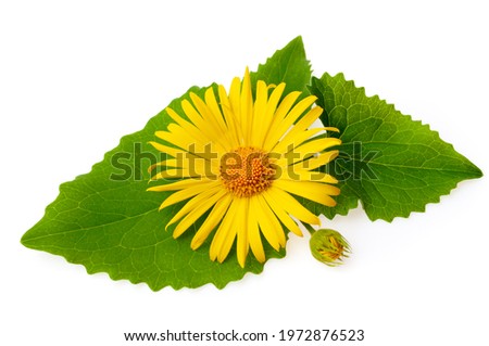 Arnica flower isolated on white background Royalty-Free Stock Photo #1972876523