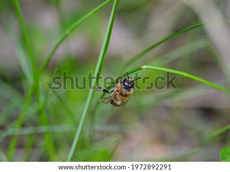 A male honeybee or drone bee climbing on a grass straw 