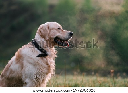 Beige fluffy dog meets the sunrise in nature. Golden retriever in the morning fog in a green meadow.