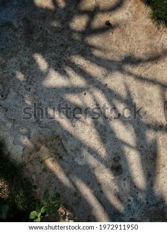 Shadow of plant leaves tropical on gray background texture