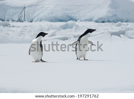 Two Adelie penguins on an ice floe on the background of the iceberg.