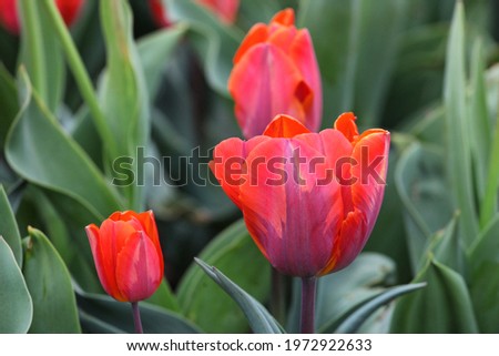 Orange and pink single triumph tulip 'Princess Irene' in flower Royalty-Free Stock Photo #1972922633