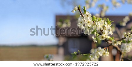 blooming fruit tree against the background of the silhouette of a one-story wooden house in the village. spring in the garden