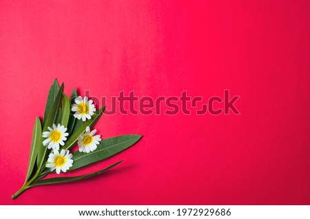 Spring flower, margarita on coloured background