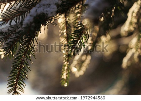 Conifer with thawing snow in the yellowish sunshine