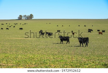 Cattle raising  with natural pastures in Pampas countryside, La Pampa Province,Patagonia, Argentina. Royalty-Free Stock Photo #1972952612