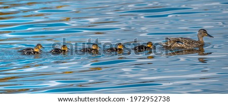Mallard and ducklings in a row Royalty-Free Stock Photo #1972952738