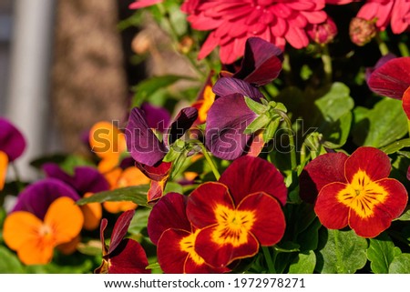 Yrllow and dark red flowers of viola.