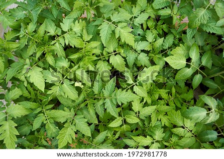 Green leaves of tomato seedlings, top view