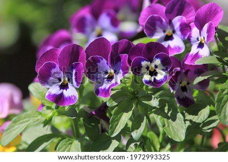 Purple pansies in the garden in spring