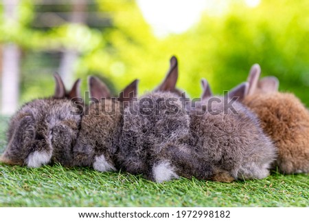Healthy Lovely bunny easter fluffy rabbits, Adorable baby rabbits on green grass background. The Easter brown hares. Close - up of a rabbit.