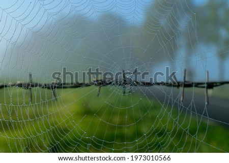Spider web in the fog in the morning