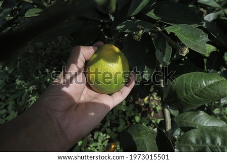 Fresh green lime citrus on hand harvested from fields stock images.