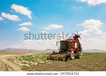 The combine harvests beets in the field