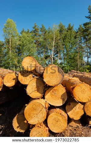 Pine tree felling in the forest, stacked trunks of cut trees. Uncontrolled deforestation. Poltava region. Environmental pollution. Ukraine. Europe.