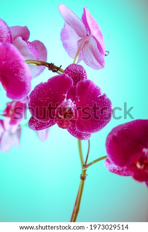 The photo shows a close-up of a purple orchid flower. The picture clearly shows the structure of the orchid flower. Beautiful contrasting colors look impressive on a glossy background.