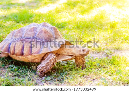 A large turtle crawls on the grass. Slow animal. An animal in the wild. Turtle on the grass. An animal in a shell. Nature. Article about turtles and their care. Wildlife.