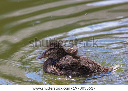 A little duckling swims in water on a full day. Lonely duck in the river