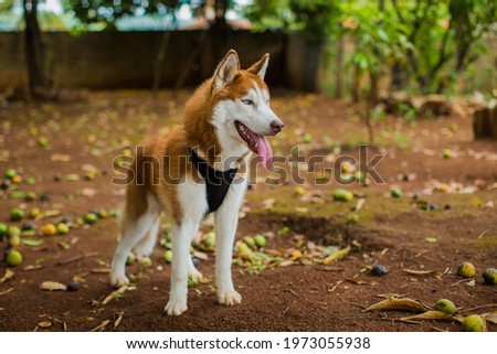 Blue-eyed Siberian Husky dog walking in training