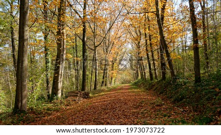 Path in the forest with automnal colors