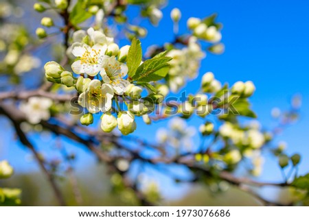branches of a blooming Apple tree against the blue sky with clouds, large tender white buds as a symbol of spring