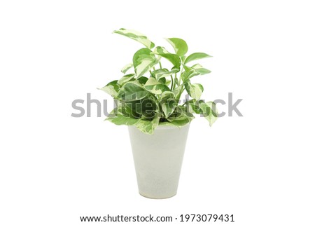 pothos pearls and jade devil ivy plant in white pot with white isolated background Royalty-Free Stock Photo #1973079431