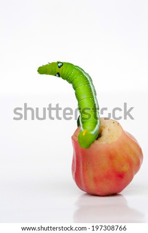 Green worm  and  the rose apple.