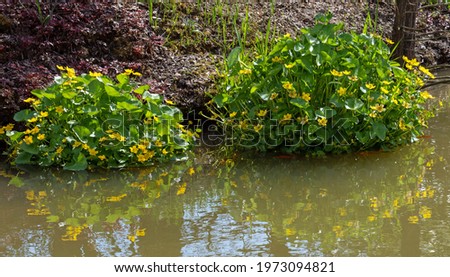 Caltha palustris, known as marsh-marigold and kingcup, is a small to medium size perennial herbaceous plant of the buttercup family, native to marshes, fens, ditches and wet woodland Royalty-Free Stock Photo #1973094821