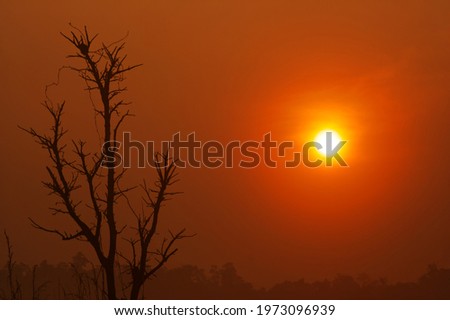 Scenery of orange sky with sun and leafless tree on the left of the picture.  Peaceful scenery with copy space. 