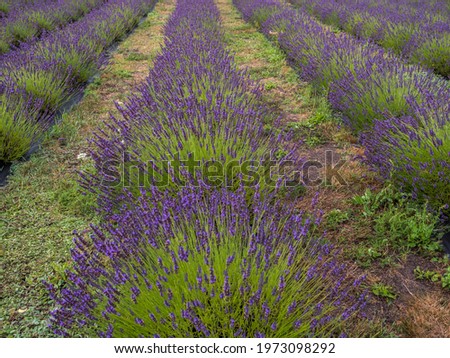 Violet lavender bushes in the field. Poland. Europe