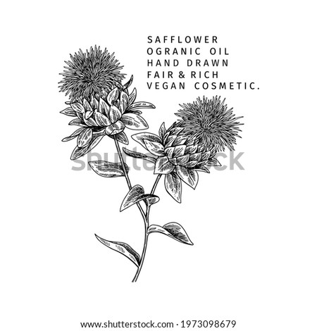 Hand drawn safflower branch. Vector engraved illustration. Spicy aromatic herb. Food ingredient, aromatherapy, cooking. For cosmetic package design, medicinal plant, treating, healthcare Royalty-Free Stock Photo #1973098679