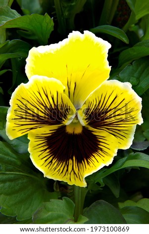 Colorful pansy "face". Closeup showing details of a single bright yellow pansy blossom isolated against a soft background of dark green pansy leaves.