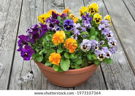 Closeup of flower planter containing a vibrant arrangement of multicolored pansy blossoms set against a background of weathered grey boards.