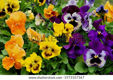 Cheerful arrangement of colorful pansy "faces". Closeup of vibrant pansy blossoms in a variety of colors, patterns, and shapes. Royalty-Free Stock Photo #1973107367