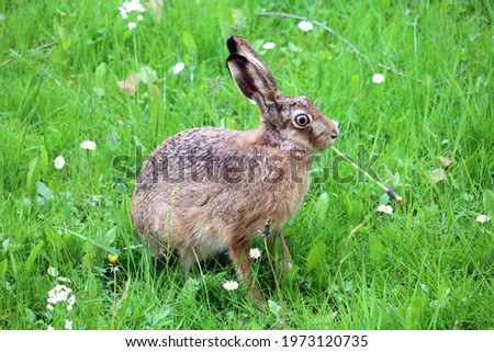 Beautiful eastern cottontail brown rabbit close up photo in nature 