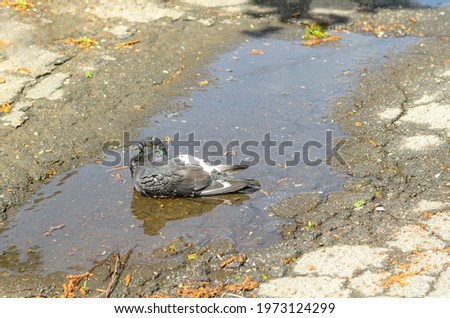 The dove sits in a puddle of water after the rain. City birds.