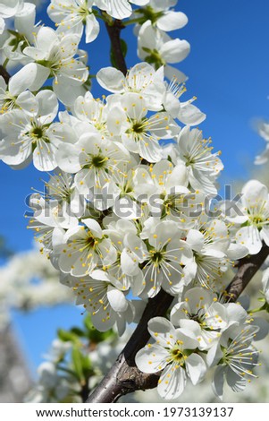 White prunus blossom branch close up on bright blue sky background