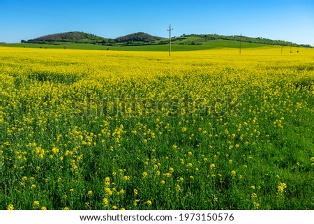 rape colza agricultural field with hills on the background .