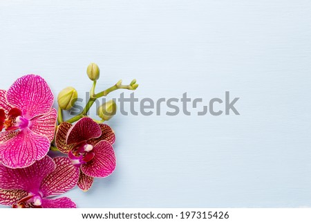 Pink orchid flowers on a pastel background. Pink orchid background.