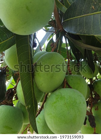 Raw Mango High Res Stock Images

