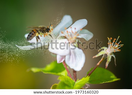 honey bee collecting pollen grains Royalty-Free Stock Photo #1973160320