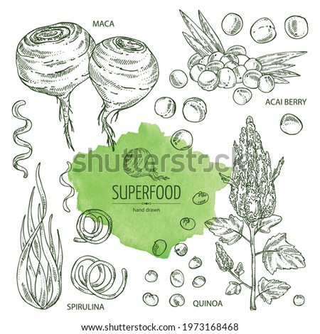 Collection of super food: acai berries, maca peruvian, spirulina algae and  quinoa. Vector hand drawn illustration. 