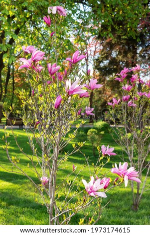 vivid delicate purple and pink magnolia flowers in full bloom on a branch in a park in a sunny spring day, beautiful outdoor floral background