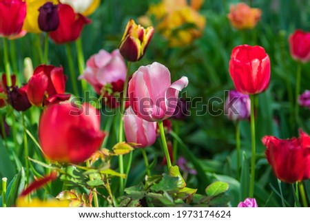 A photograph of a large number of multi-colored flowers, most of which are out of focus. For screensaver