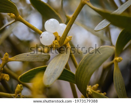 Highly detailed close-up of a small mistletoe with white ripe female fruits.