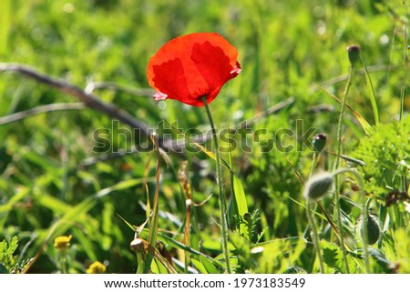 Bright flowers anemones on a background of green grass